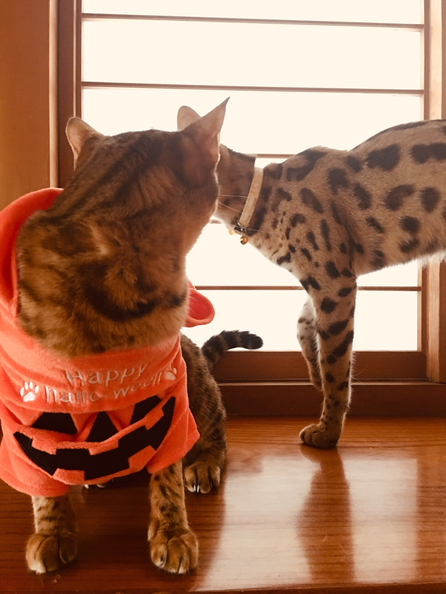 Halloween コスプレ Rimaya猫桜 Rimaya Nekozakura